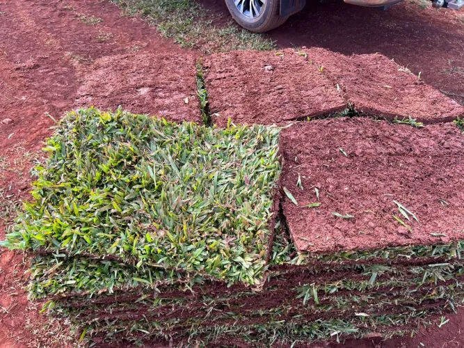 Grama para seu jardim