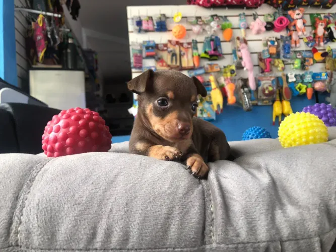 Pinscher miniatura macho cor chocolate 