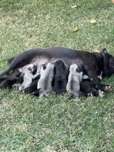 VENDE-SE FILHOTES DE PUG