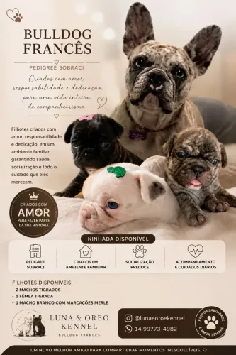 Filhotes de Buldogue Francês disponíveis. Restam apenas 2 machos e 1 Fêmea.