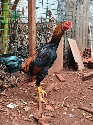 Galo índio misturado