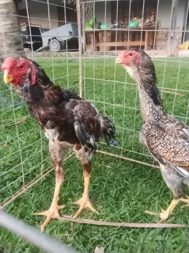 Casal de frango Calcuta