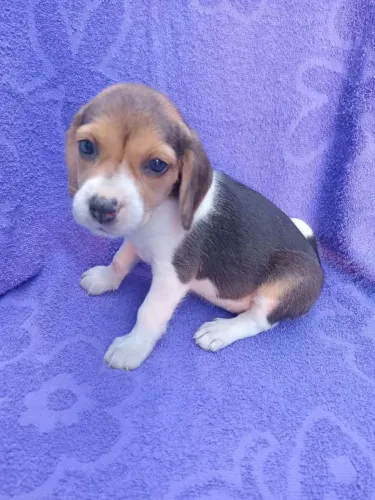 Beagle fofura brincalhão