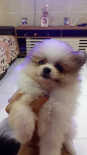 Spitz neném 