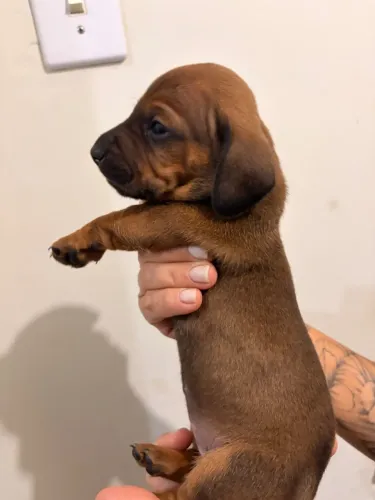 Filhotes de Dachshund Salsicha