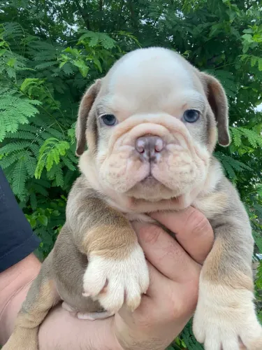 Bulldog inglês fêmea com 52 dias vermigada e vacinada 
