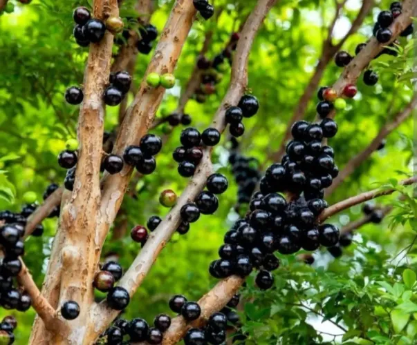Muda de JABOTICABA 