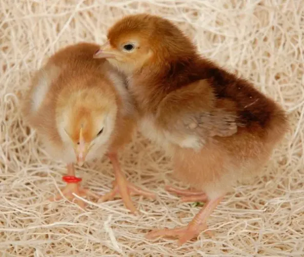 Pintinhos de 1 dia, rhode Island red 