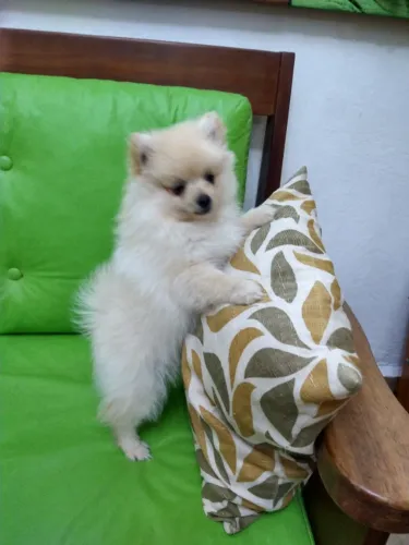 Lulu da Pomerânia- lindos filhotes fêmea