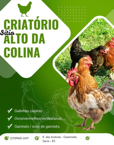 Vendo frangos, galos, ovos caipiras.