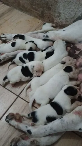 Vende-se filhote de dálmata mestiço 