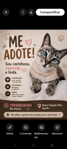 Gata para adoção
