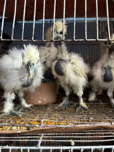 Galinha silkie pescoço pelado 