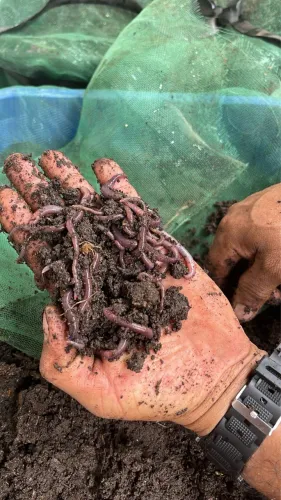 Minhoca para pesca e adubo
