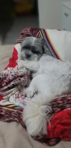 Procuro filhote de Lhasa Apso macho para doação.