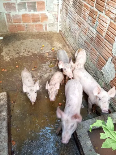 Bacurins a Venda