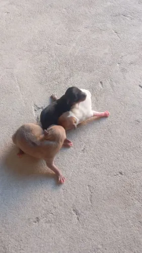 Filhotes de Pincher pequenininhos