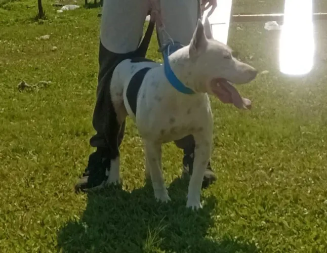 DOASSE PITBULL TERRIER
