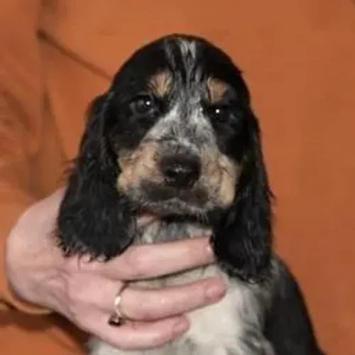 Cocker Spaniel,Cocker Spaniel Filhote de Linhagem Especial e Temperamento Encantador