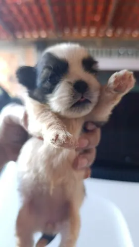 Shih Tzu macho puro  