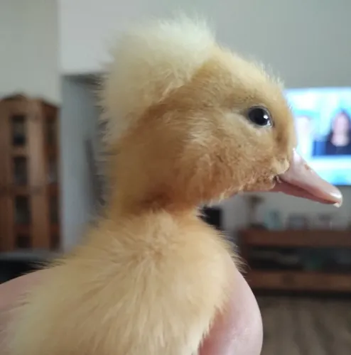 Vendo marreco pompom 