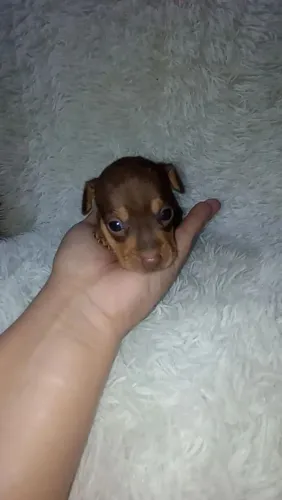 Pinscher zerinho chocolate ( macho e fêmea)