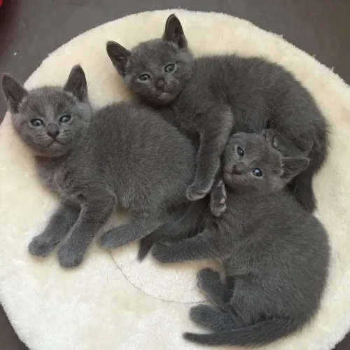 Russian Blue Machos e Fêmeas 