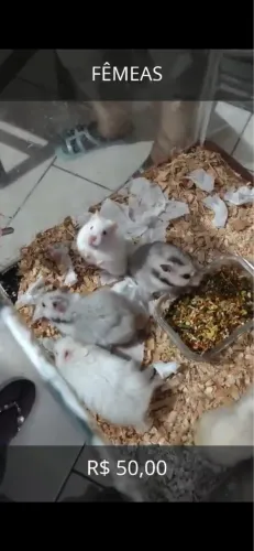 Hamster Sírio