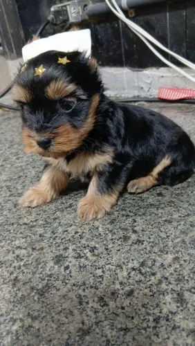 Lindas yorkshire disponíveis macho e fêmeas