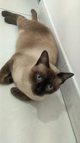 Gato siamês castrado doação 