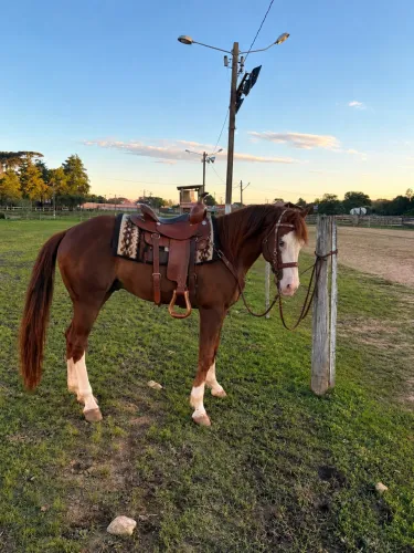 Venda de cobertura de cavalo