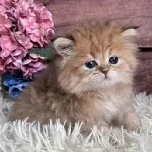 Gato Persa Muito Peludo