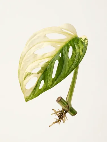 Muda Monstera Aldosani Variegata Enraizada