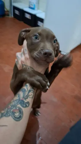 Vendo, pitbull fêmea 3 meses