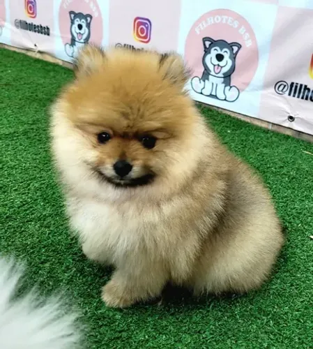 Spitz Alemão ( Lulu da Pomerânia) Anão macho - Pedigree CBKC - 12x s juros