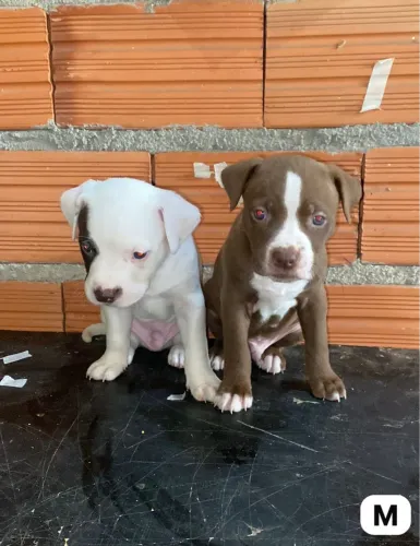 Pitbull Filhotes á venda 