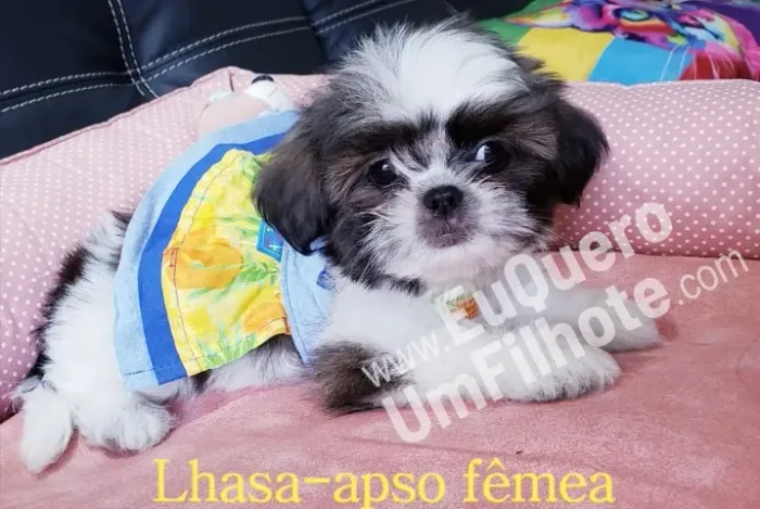 Lhasa Apso Mini Macho Pequeno e Muito Companheiro