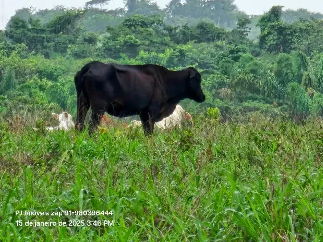 518 hectares fazenda pronta no Pará R$ 10 milhões de reais porteira fechada no asfalto