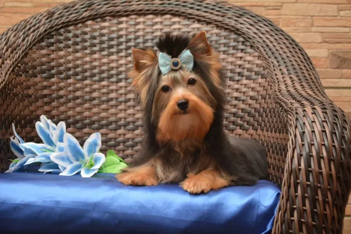 Lindo machinho de yorkshire 5 meses