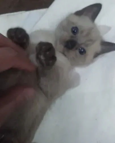 Estou doando 3 gatinhos