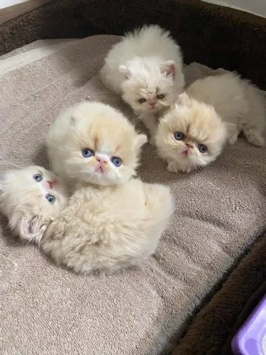 Gatinhos persas pra reserva