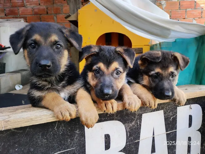Filhote pastor alemão fêmea