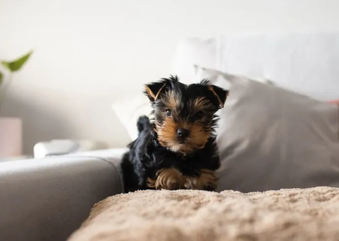 Yorkshire Micro, pequeninos e muito dóceis!