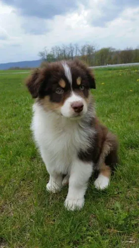 Filhote Border Collie, Lambidas garantidas e felicidade sem fim!