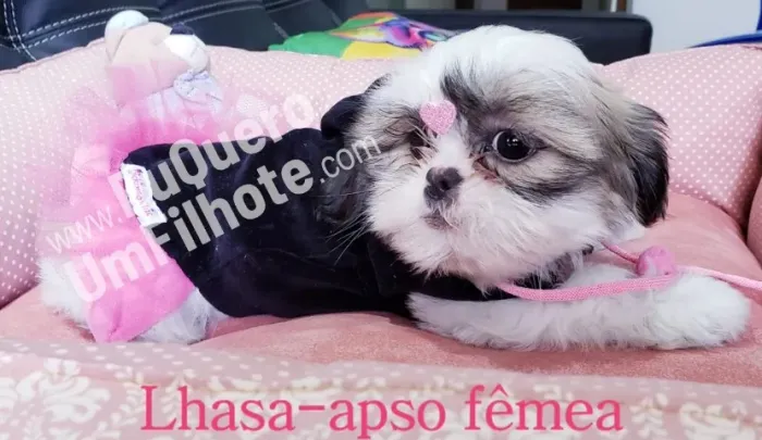 Lhasa Apso Pequeno Fêmea Linda e Muito Sociável