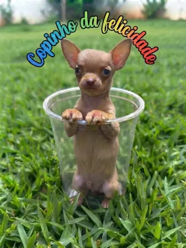 Chiuahua