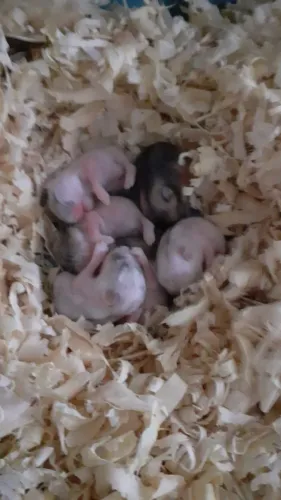 Filhote de Hamster ?
