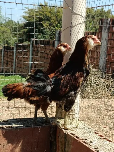 Casal de ameraucana (galinha de ovos azul)