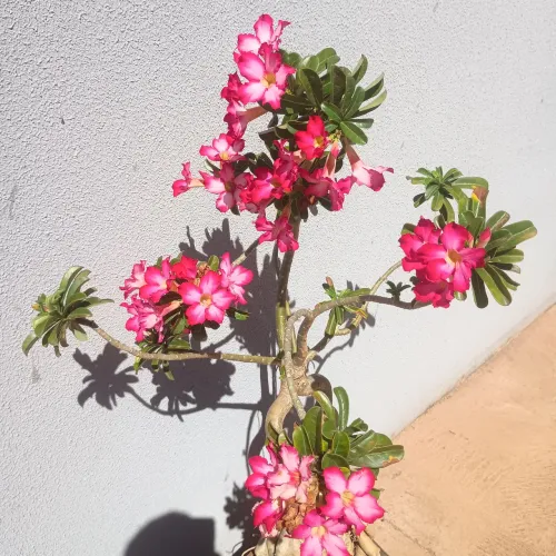 Vendo rosa do deserto .