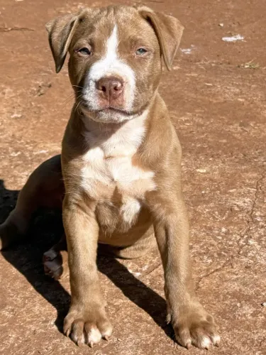 Pit Bull Filhote Macho 70 dias